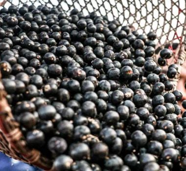 Imagem - Fundo Amazônia vai destinar R$ 96,6 milhões para cadeias produtivas de florestas