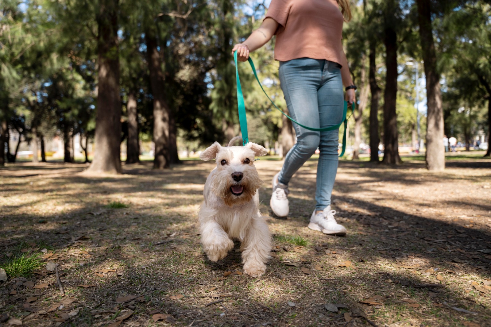 Altas temperaturas exigem cuidado redobrado na hora de passear com animais