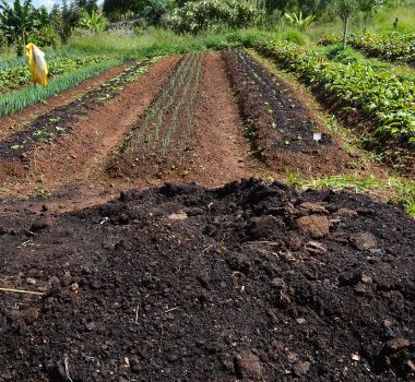 Imagem - CMN amplia socorro a produtores afetados pelo clima