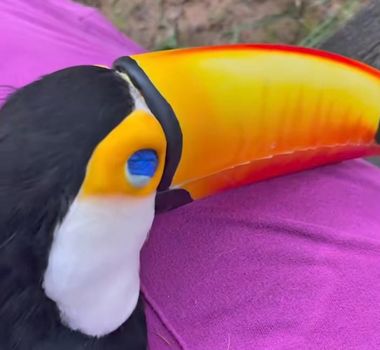 Imagem - Tucano resgatado emociona internautas ao demonstrar afeto com cuidadora