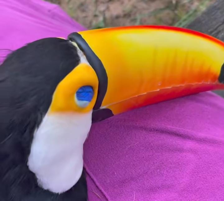 Vídeo recebeu elogios dos internautas -