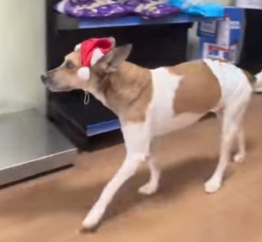 Imagem - Vídeo: após ataque brutal, cão apedrejado em Icoaraci recebe alta