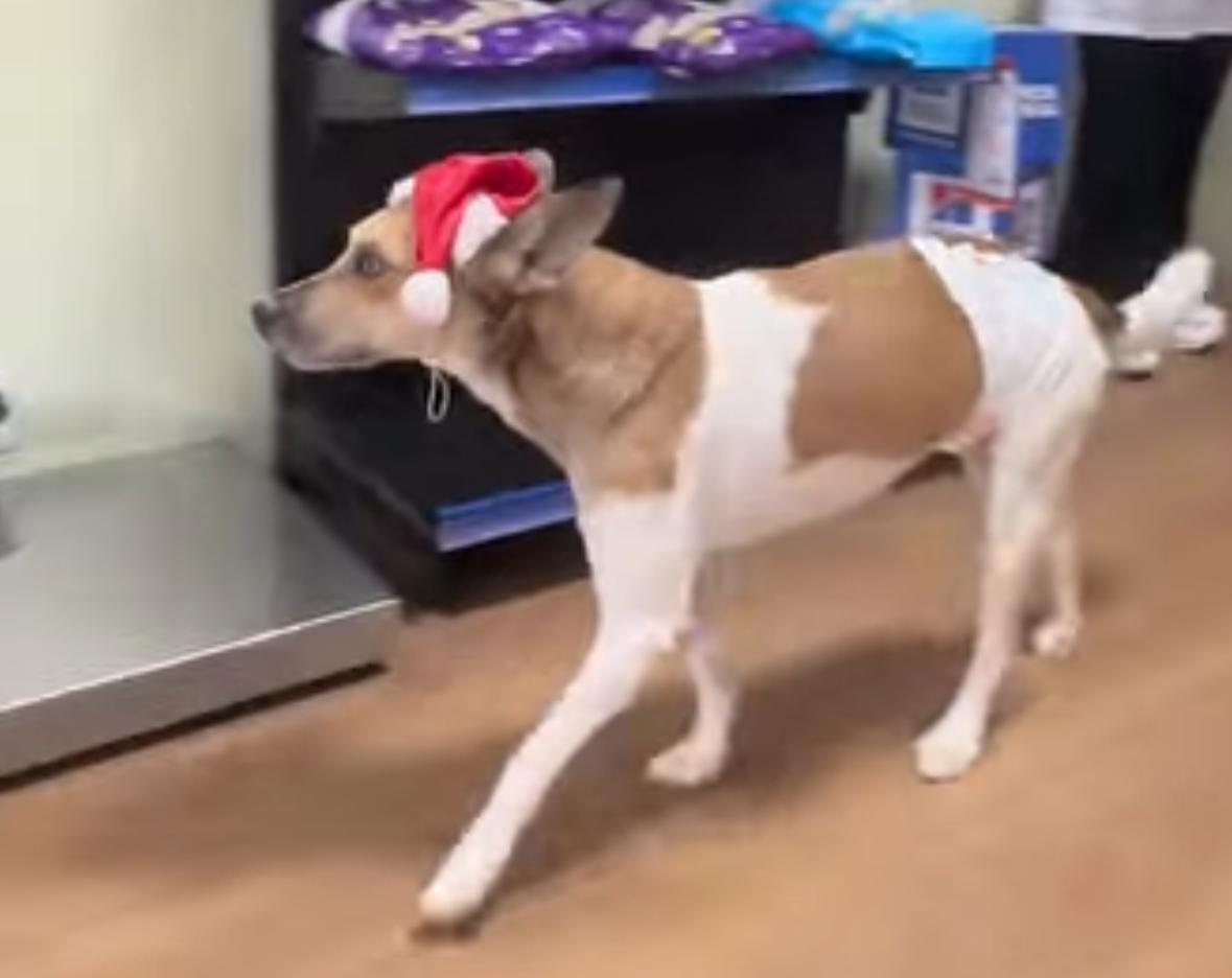 Vídeo: após ataque brutal, cão apedrejado em Icoaraci recebe alta