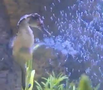 Imagem - Quase 300 filhotes de cavalo-marinho nascem em aquário em Santa Catarina