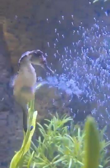 Cavalo-marinho macho dá a luz