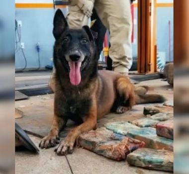 Imagem - Morre cão policial que fez história em Marabá ao ajudar na prisão dos fugitivos de Mossoró