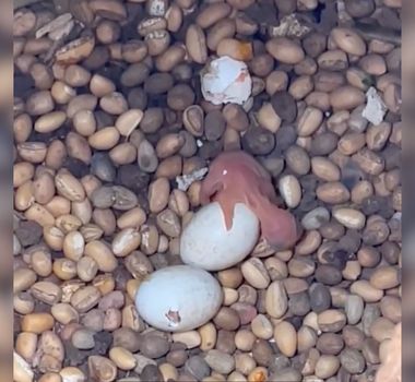 Imagem - Vídeo mostra crescimento de filhotes de tucanuçu