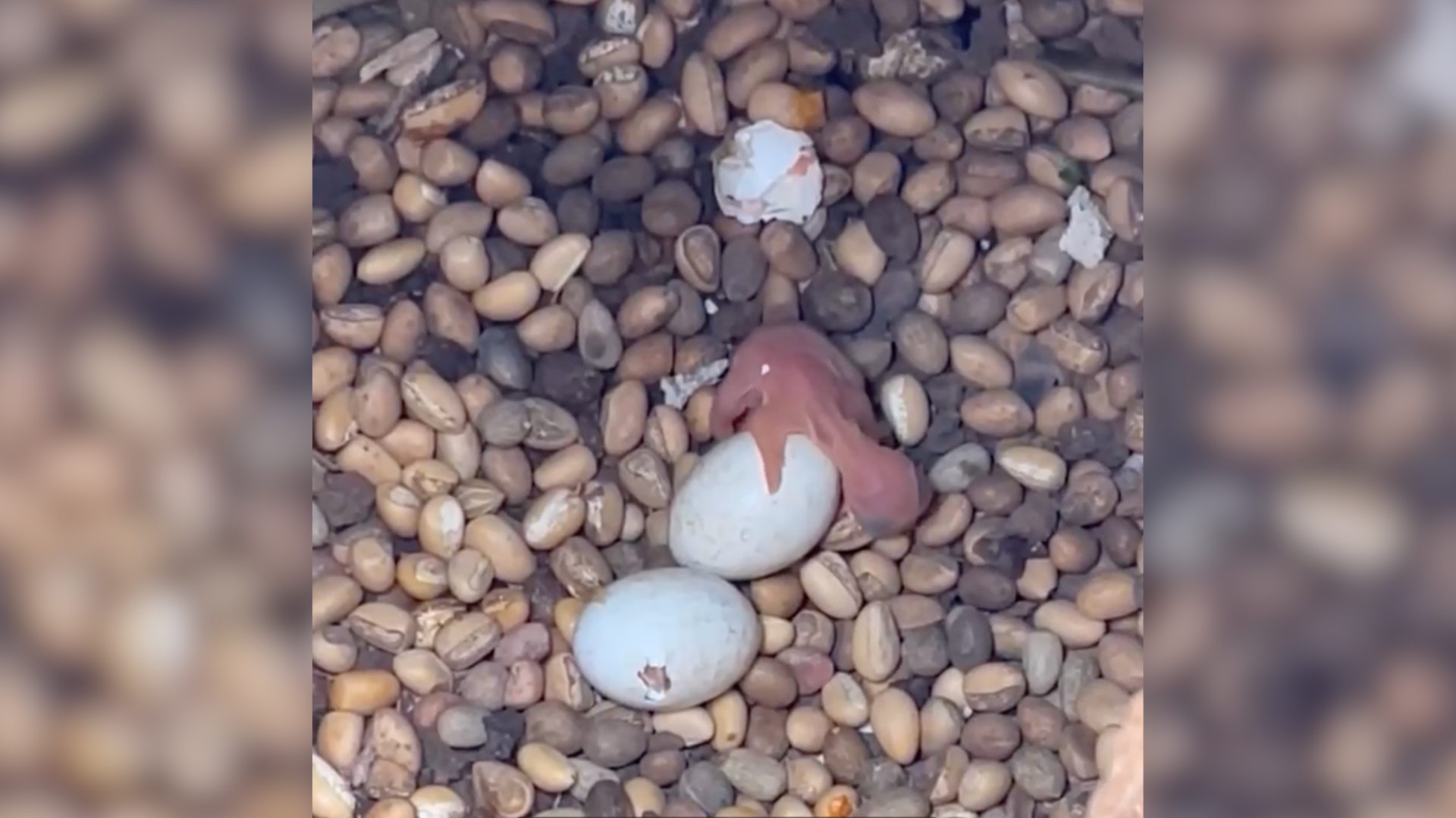 Registro feito por médico-veterinário acompanha os primeiros 37 dias de vida das aves