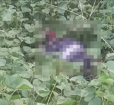 Imagem - Corpo de homem é encontrado em riacho próximo a portão da UFPA em Belém