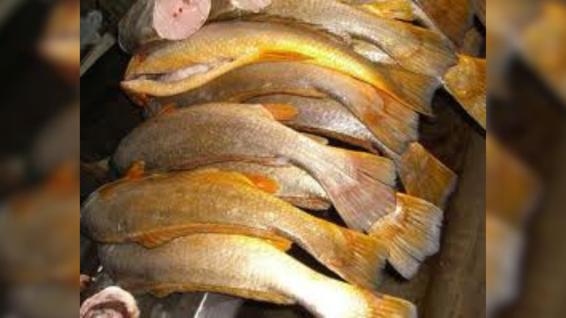 Bexiga natatória da pescada-amarela pode valer até R$ 3 mil o quilo e impulsiona a pesca no litoral amazônico