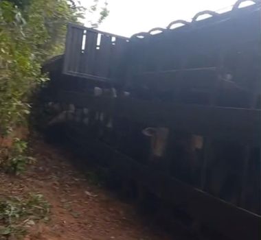Imagem - Carreta carregada de bois tomba entre Mãe do Rio e Concórdia, no Pará