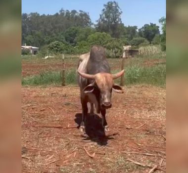 Imagem - Touro avaliado em R$ 50 mil some misteriosamente de propriedade rural