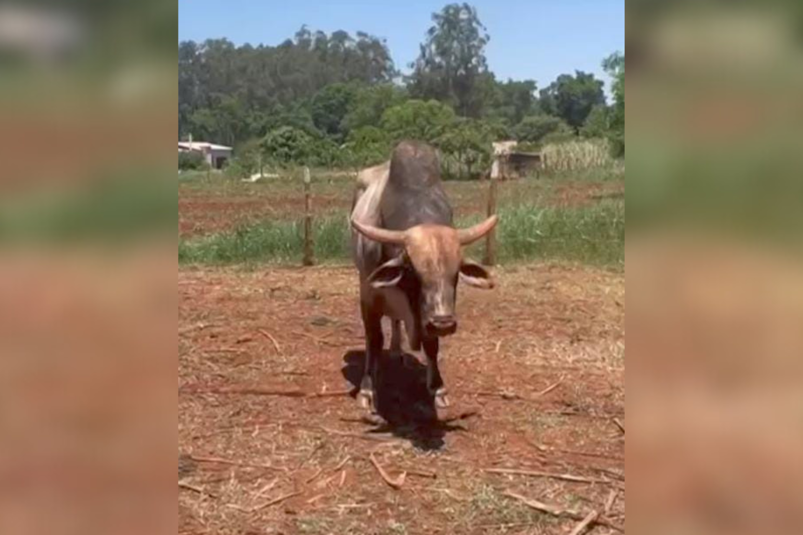 Bovino de quase uma tonelada -