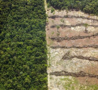 Imagem - "Grilagem" superestimada: depuração registra queda de quase 50% em áreas suspeitas no Pará