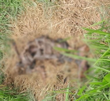 Imagem - Corpo em avançado estado de decomposição é encontrado em área de mata em Miritituba, no sudoeste do Pará