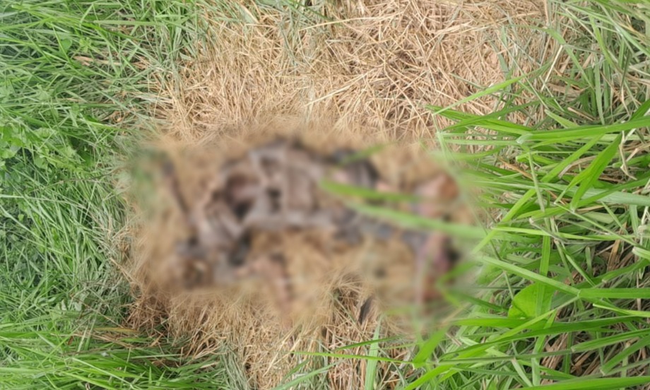 Imagem - Corpo em avançado estado de decomposição é encontrado em área de mata em Miritituba, no sudoeste do Pará