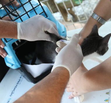 Imagem - Conselho de Veterinária alerta para doença que afeta gatos