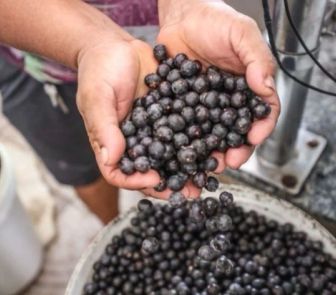 Imagem - Doença de Chagas: saúde monitora suspeita de surto em Ananindeua após morte ser registrada