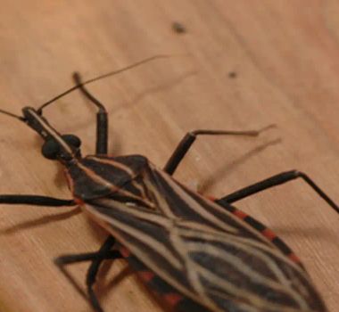 Imagem - Ananindeua interdita pontos de venda de açaí após suspeita de doença de Chagas