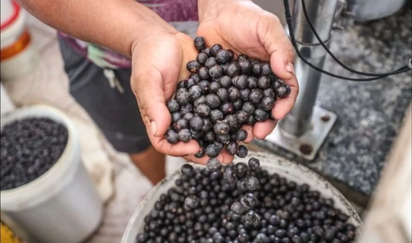 Doença de chagas é transmitida pelas fezes do barbeiro que podem estar presentes no açaí que não foi processado dentro dos padrões higiênicos sanitários.