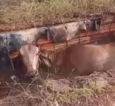 Imagem - Vaca é retirada de fossa após operação de resgate em Redenção