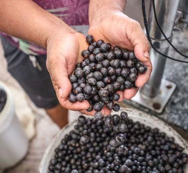 Imagem - Preço do açaí sobe em Belém e acumula alta de mais de 25%