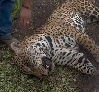 Imagem - Indígenas resgatam onça-pintada atropelada em rodovia de Mato Grosso