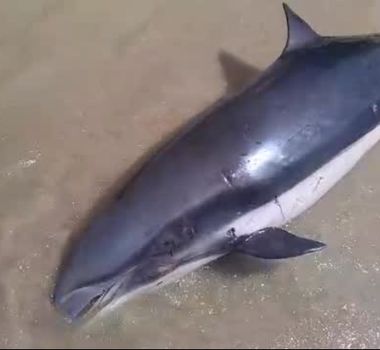 Imagem - Golfinho é encontrado morto na Praia do Humaitá, em Colares
