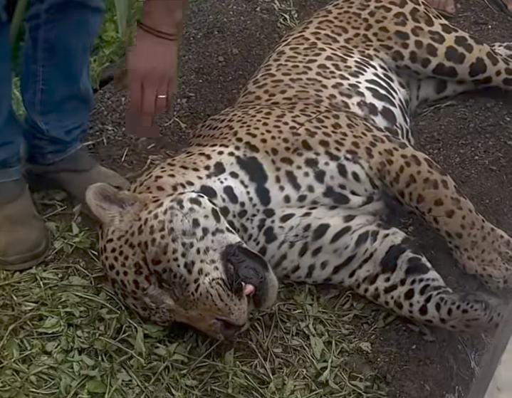 Onça foi encaminhada para atendimento veterinário -