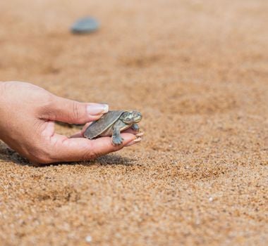 Imagem - Crianças e jovens participam da soltura de milhares de filhotes de quelônios no Pará