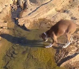 Imagem - 'Cachorro herói' devolve peixe a rio e encanta internautas