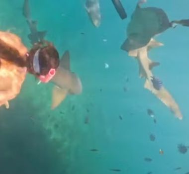 Imagem - Tubarão que mordeu mulher em Noronha foi atingido por mergulhador antes do ataque