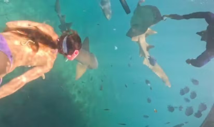 Ataque de tubarão em Fernando de Noronha -