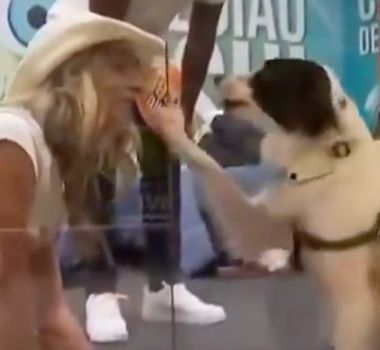 Imagem - Cachorro de candidata emociona ao reconhecer tutora na Casa de Vidro do BBB 26