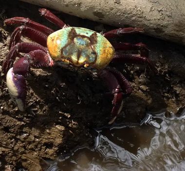 Imagem - Calendário de defeso do caranguejo-uçá começa dia 18 no Pará e mais 10 estados