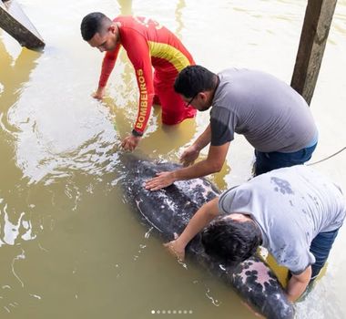 Imagem - Peixe-boi é resgatado em comunidade ribeirinha de Barcarena