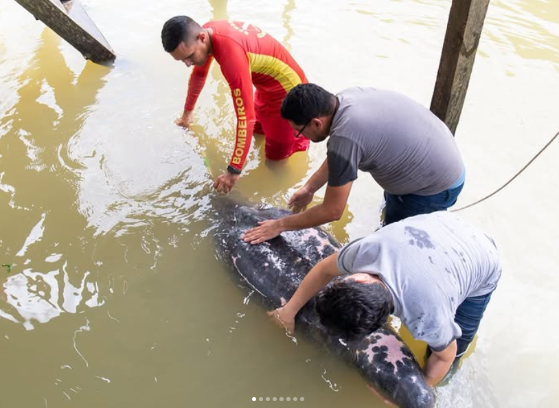 Peixe-boi é resgatado em comunidade ribeirinha de Barcarena