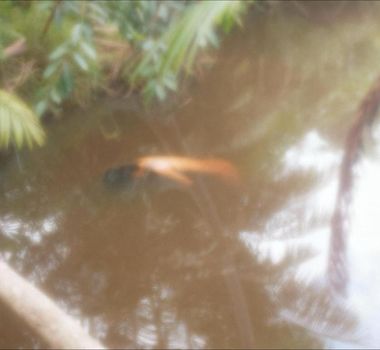 Imagem - Corpo de mulher é encontrado em córrego no centro de São Domingos do Araguaia