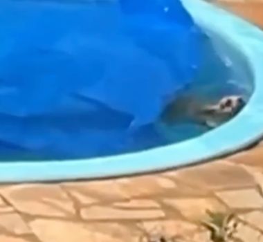 Imagem - Cachorro é salvo de afogamento em piscina após vizinha acionar bombeiros, no Mato Grosso