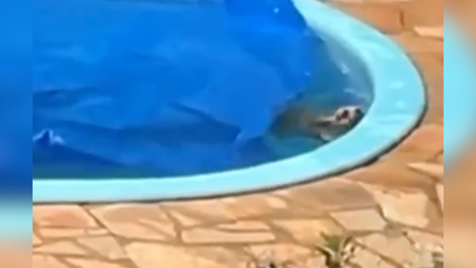 Animal foi retirado da água em uma casa fechada e não precisou de atendimento veterinário