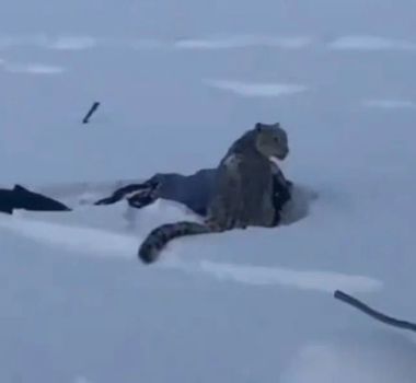 Imagem - Esquiadora é atacada por leopardo-das-neves na China ao tentar tirar foto