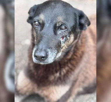 Imagem - Polícia apreende eletrônicos e avança na apuração sobre morte de cão comunitário em Florianópolis