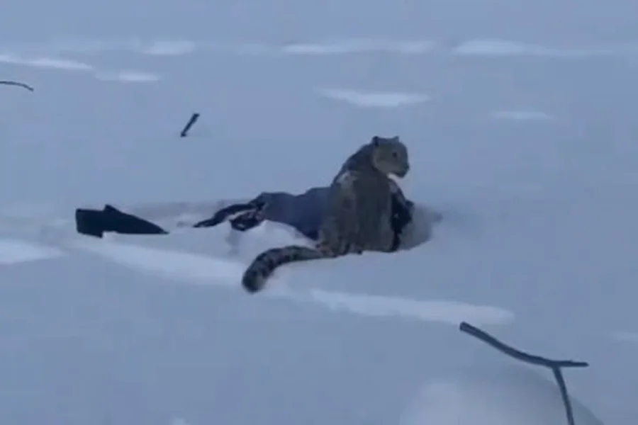 Imagem - Esquiadora é atacada por leopardo-das-neves na China ao tentar tirar foto