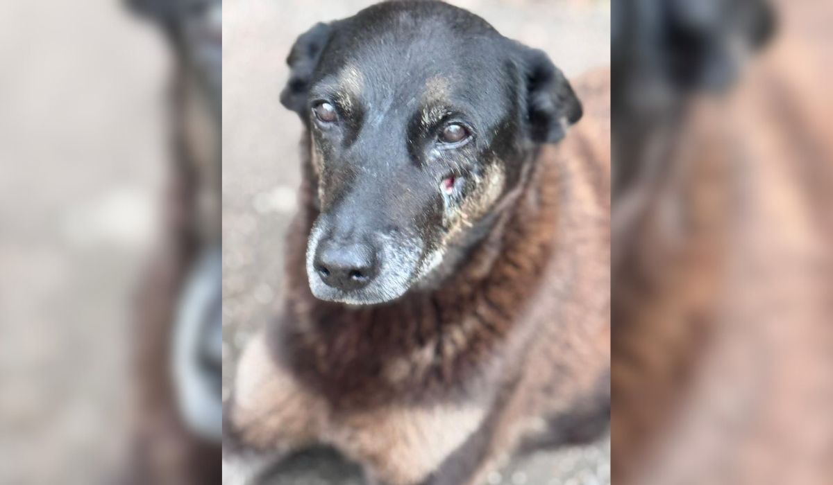 Imagem - Polícia apreende eletrônicos e avança na apuração sobre morte de cão comunitário em Florianópolis