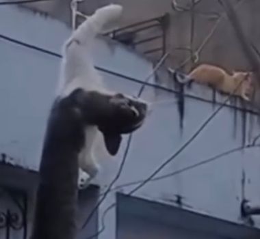 Imagem - Vídeo: Caso de maus-tratos a gatos é denunciado por moradores em Ananindeua