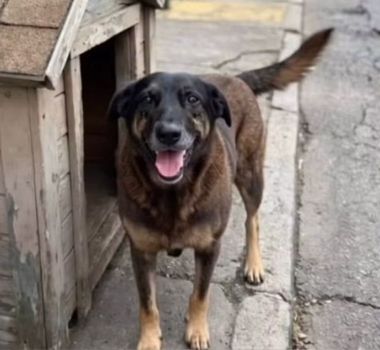 Imagem - O que já se sabe sobre a morte do cão Orelha na Praia Brava, em SC
