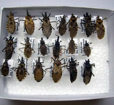 Imagem - Ministério da Saúde classifica como surto casos de Doença de Chagas em Ananindeua