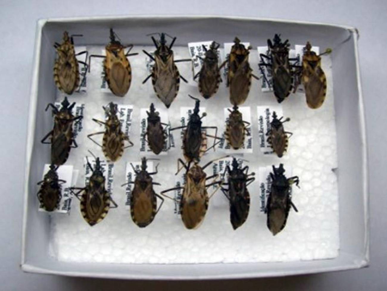 Imagem - Ministério da Saúde classifica como surto casos de Doença de Chagas em Ananindeua