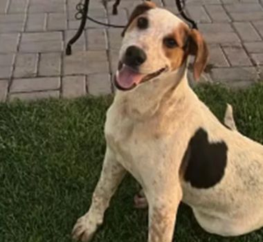 Imagem - Cachorro comunitário é morto a tiros no Paraná em mais um episódio de violência contra animais