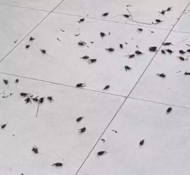 Imagem - Moradores de Belém relatam nova infestação de grilos na cidade